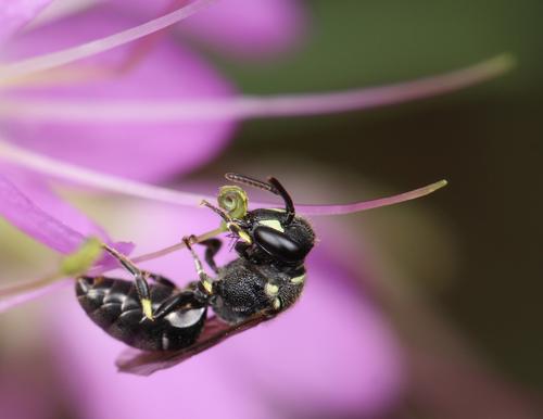 A mostly black Hylaeus bee climbs on cleome (a pink flower stamen). 